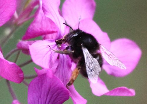 Anthophora plumipes